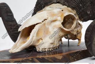 Photo Textures of Mouflon Skull 